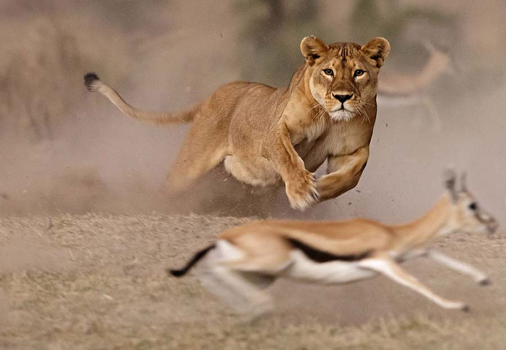 Pierluigi-Rizzato-Lioness-hunt.jpg